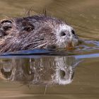 Nutria (Myocastor coypus)