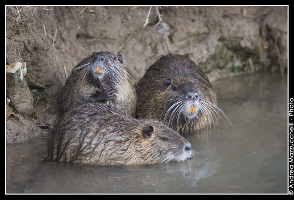 Nutria (Myocastor coypus)