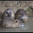 Nutria (Myocastor coypus)