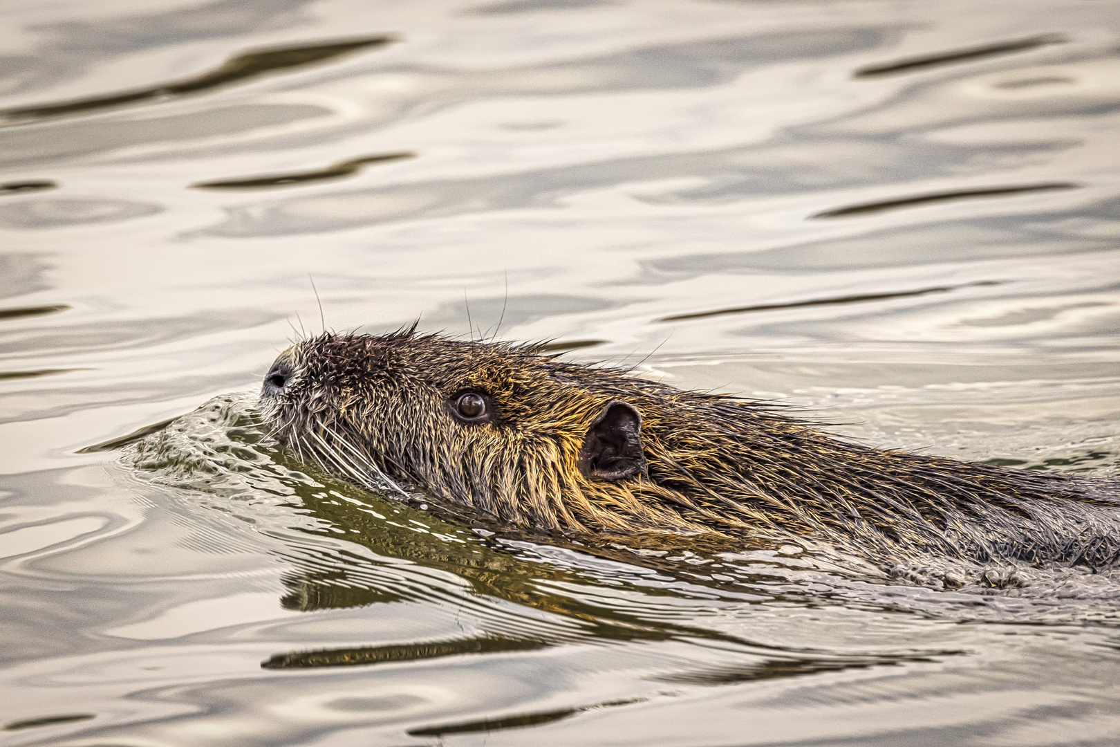 Nutria (Myocastor coypus)