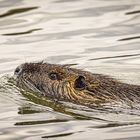 Nutria (Myocastor coypus)