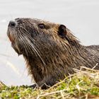 Nutria (Myocastor coypus)