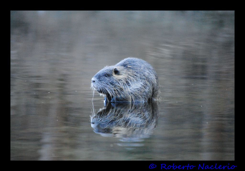 Nutria (Myocastor coypus)