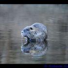 Nutria (Myocastor coypus)