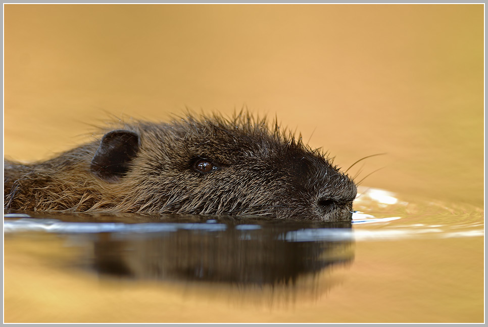 Nutria (Myocastor coypus)