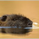 Nutria (Myocastor coypus)