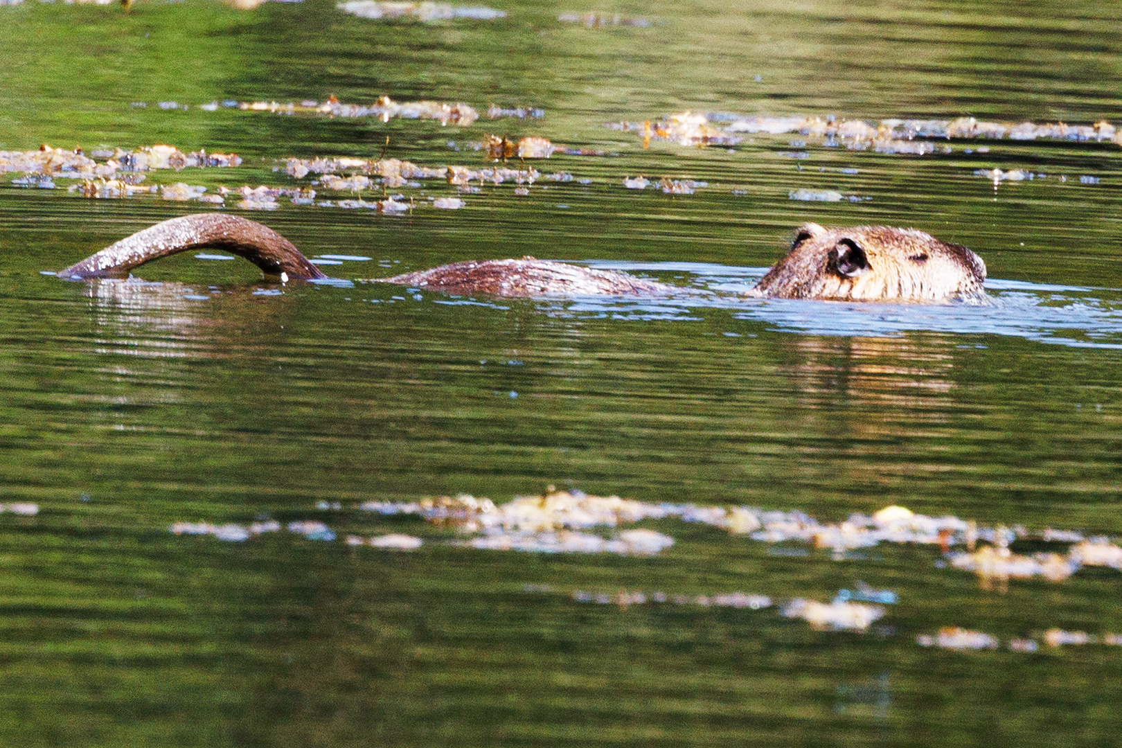 Nutria (Myocastor coypus)