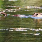 Nutria (Myocastor coypus)