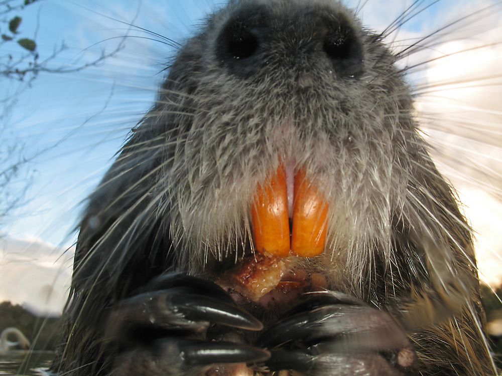 Nutria (Myocastor coypus)