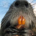 Nutria (Myocastor coypus)