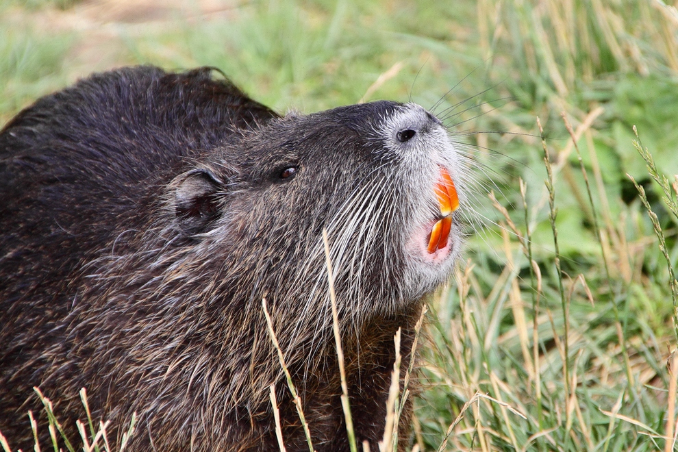 Nutria (Myocastor coypus)