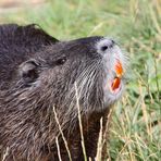 Nutria (Myocastor coypus)