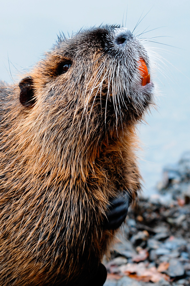 Nutria (Myocastor coypus)