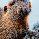 Nutria (Myocastor coypus)