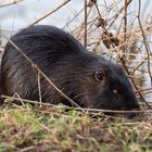 Nutria - Myocastor coypus