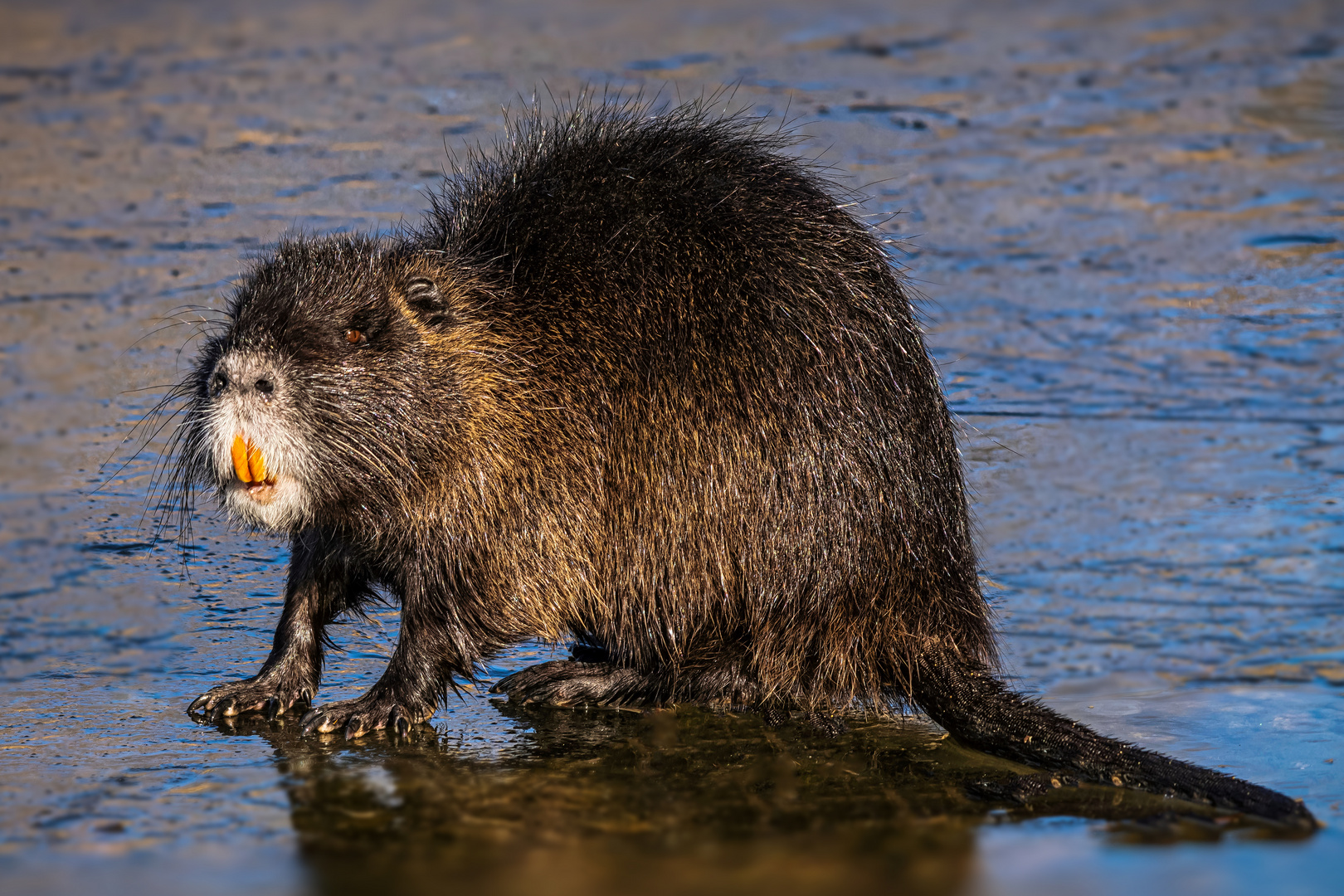  Nutria (Myocastor coypus)