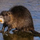  Nutria (Myocastor coypus)