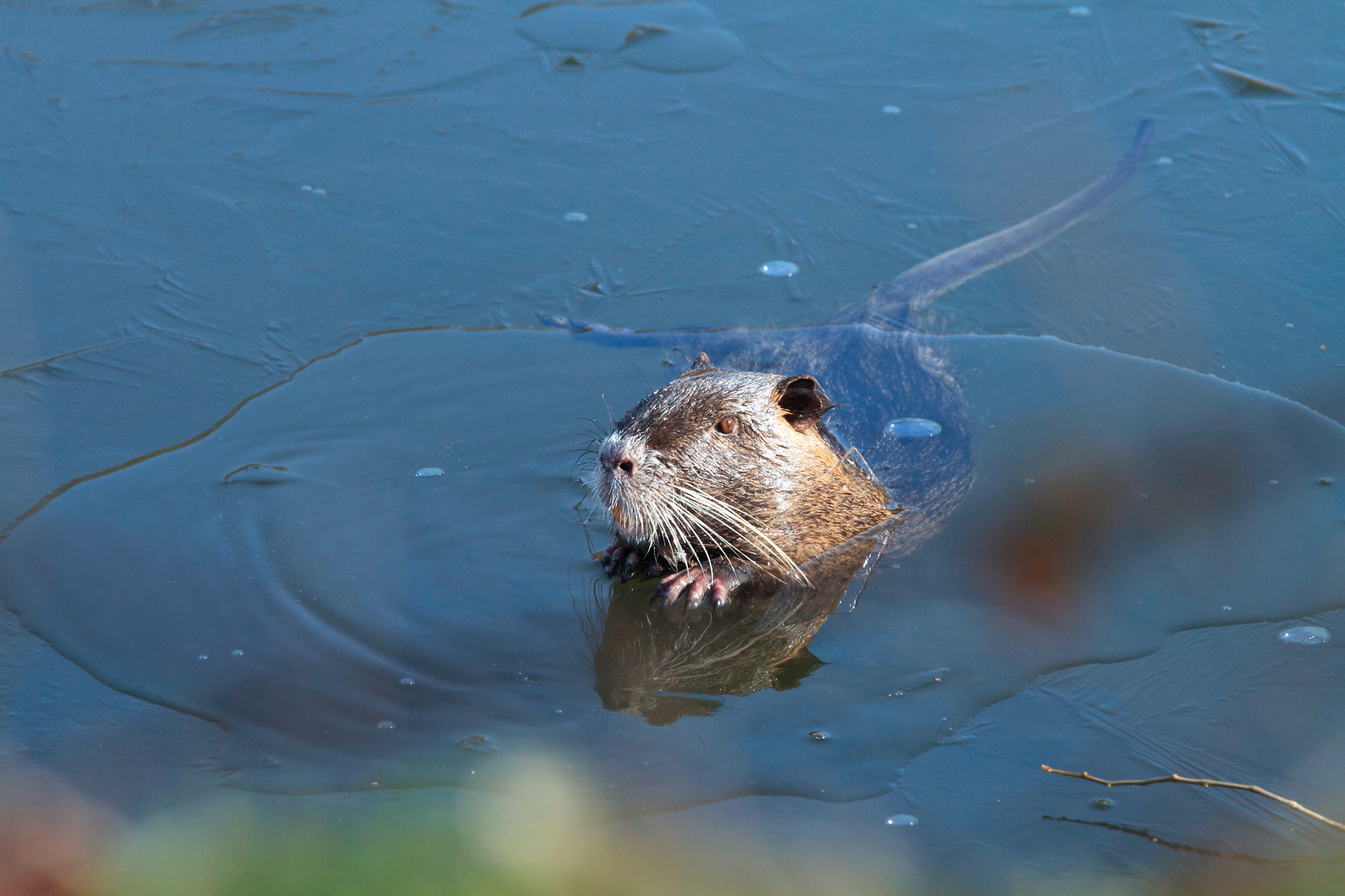 Nutria (Myocastor coypus)