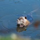 Nutria (Myocastor coypus)