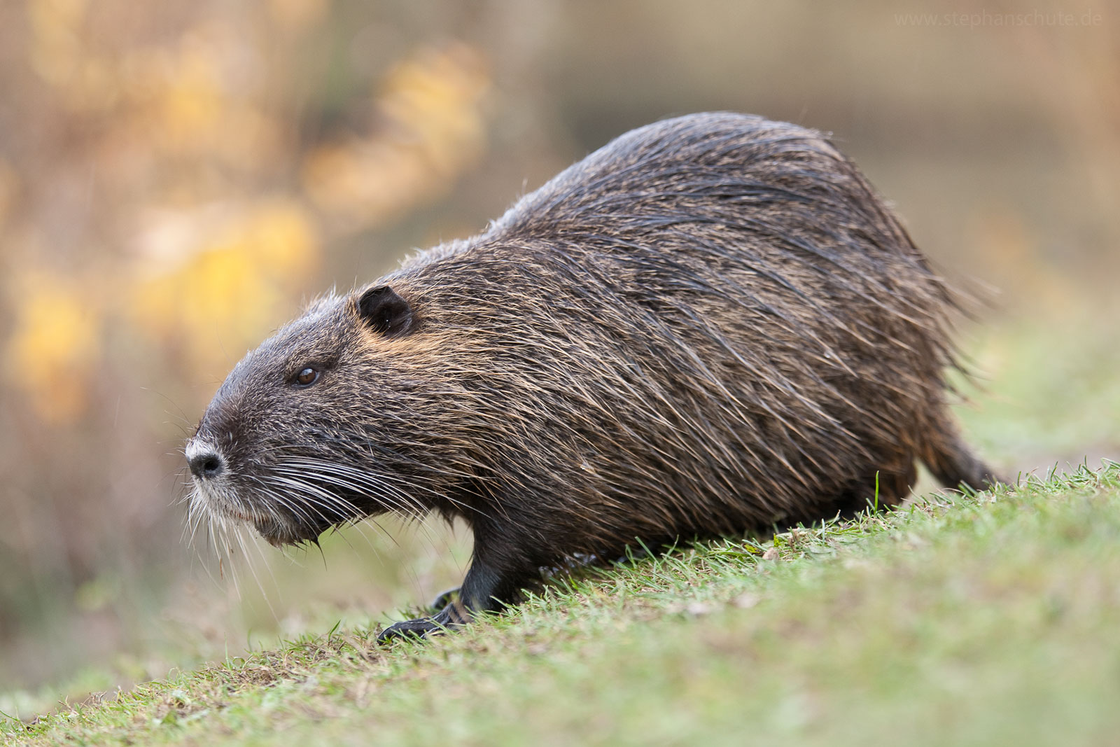 Nutria (Myocastor coypus)