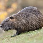 Nutria (Myocastor coypus)