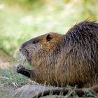 Nutria (myocastor coypus)