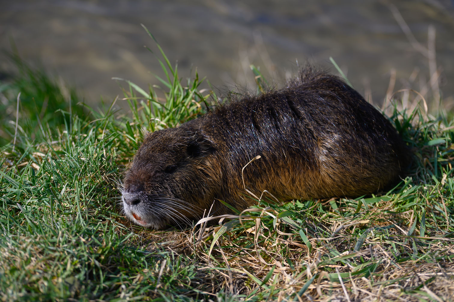 Nutria (Myocastor coypus)...