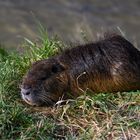 Nutria (Myocastor coypus)...