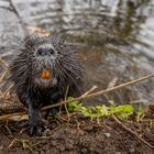 Nutria [Myocastor coypus]