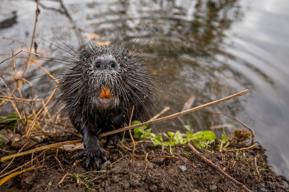 Nutria [Myocastor coypus]