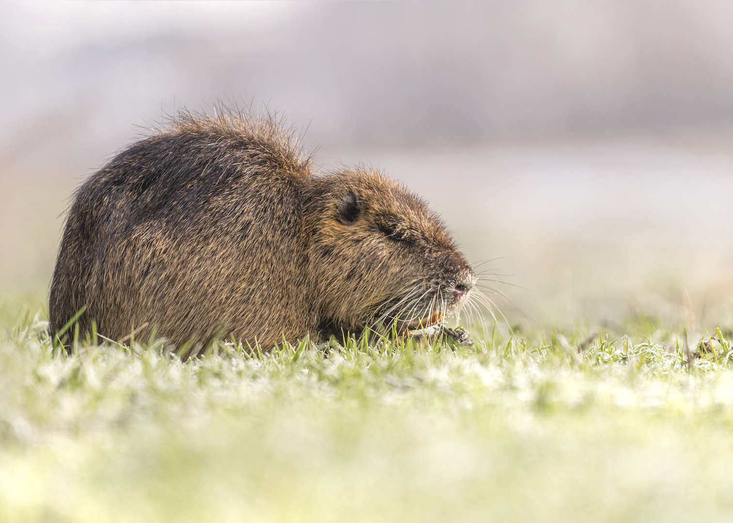 Nutria (Myocastor coypus)