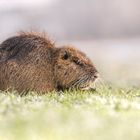 Nutria (Myocastor coypus)