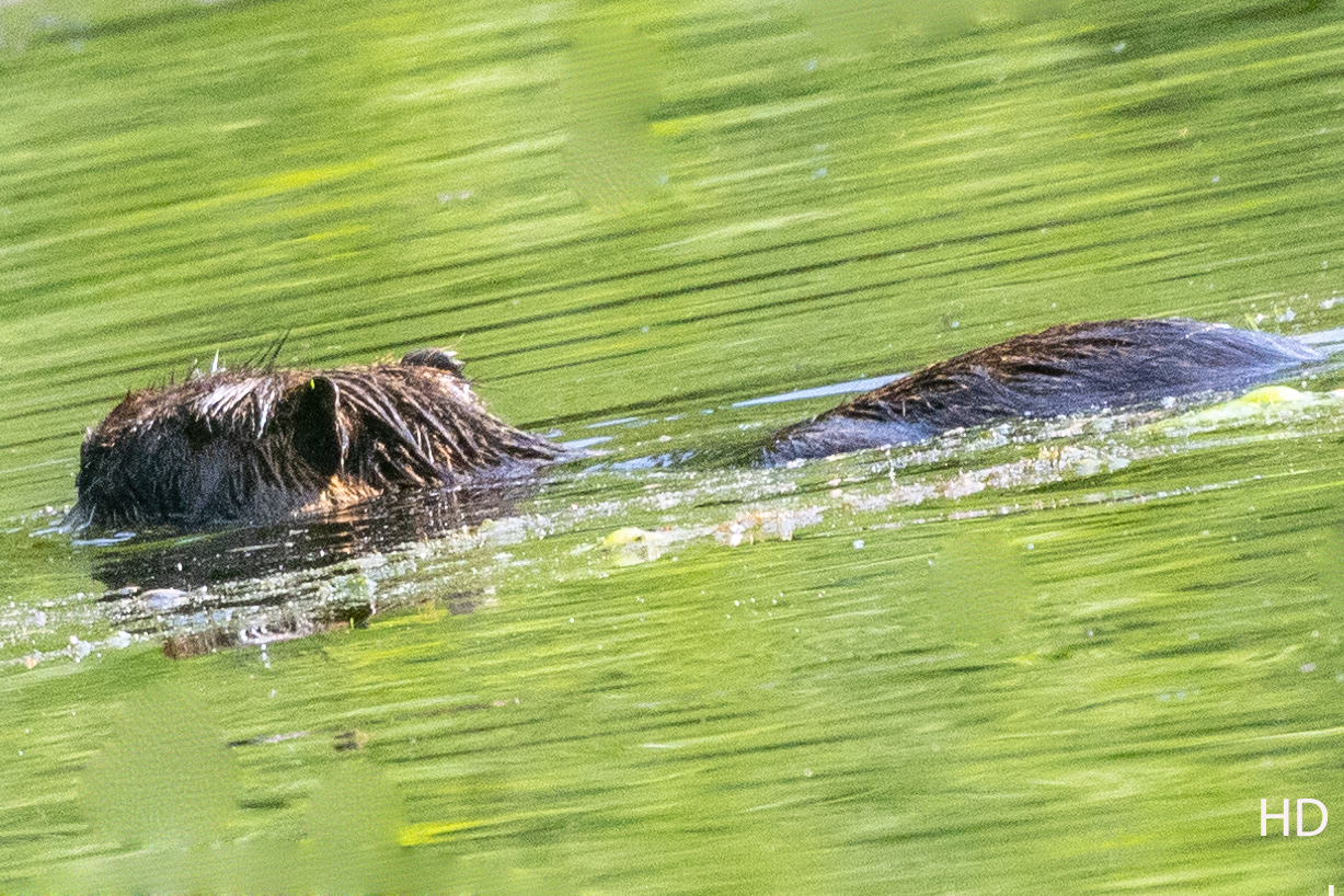 Nutria (Myocastor coypus)