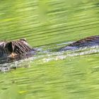 Nutria (Myocastor coypus)