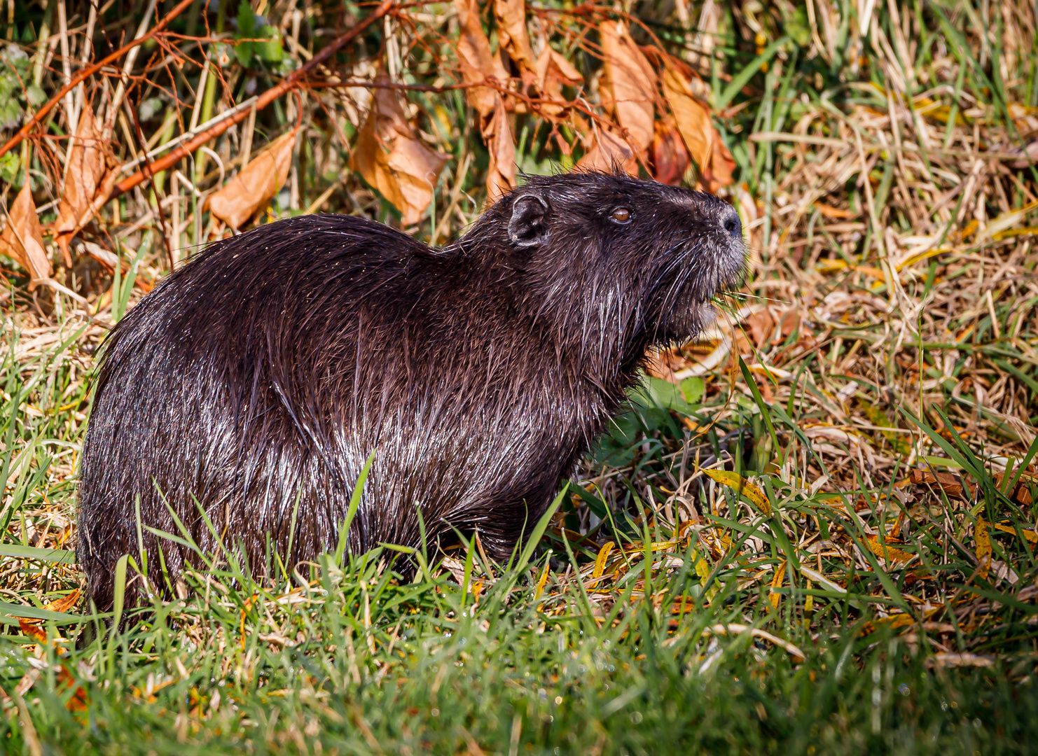 Nutria (Myocastor coypus)