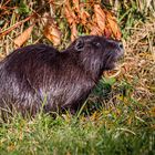 Nutria (Myocastor coypus)