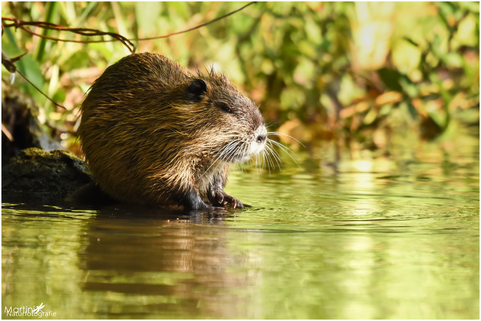 Nutria (Myocastor coypus)