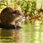 Nutria (Myocastor coypus)