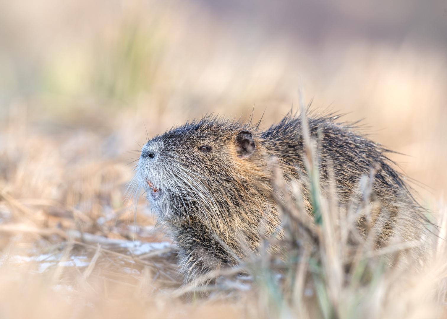 Nutria (Myocastor coypus)