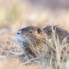 Nutria (Myocastor coypus)