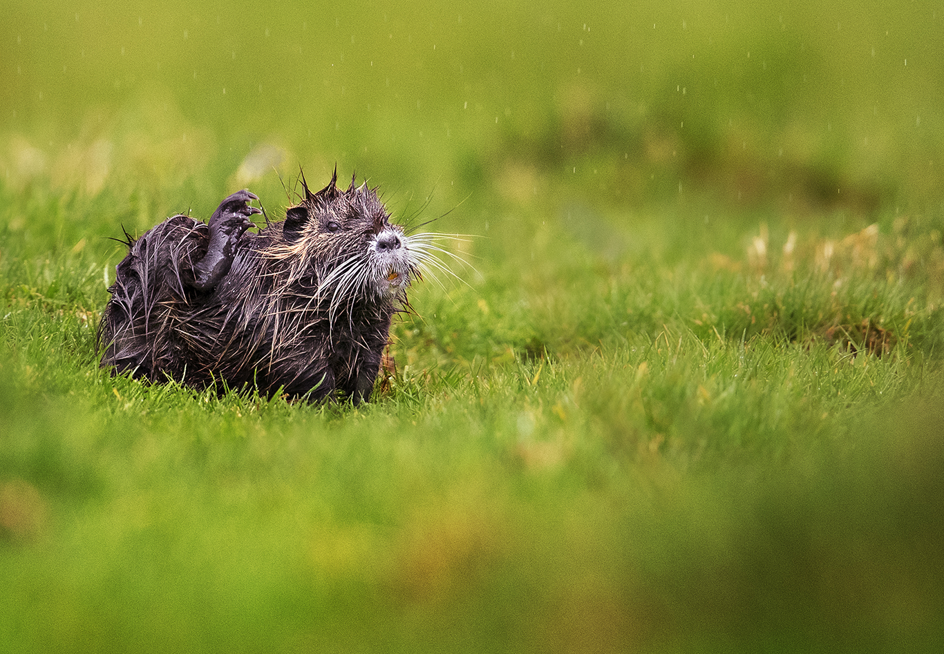 Nutria (Myocastor coypus)