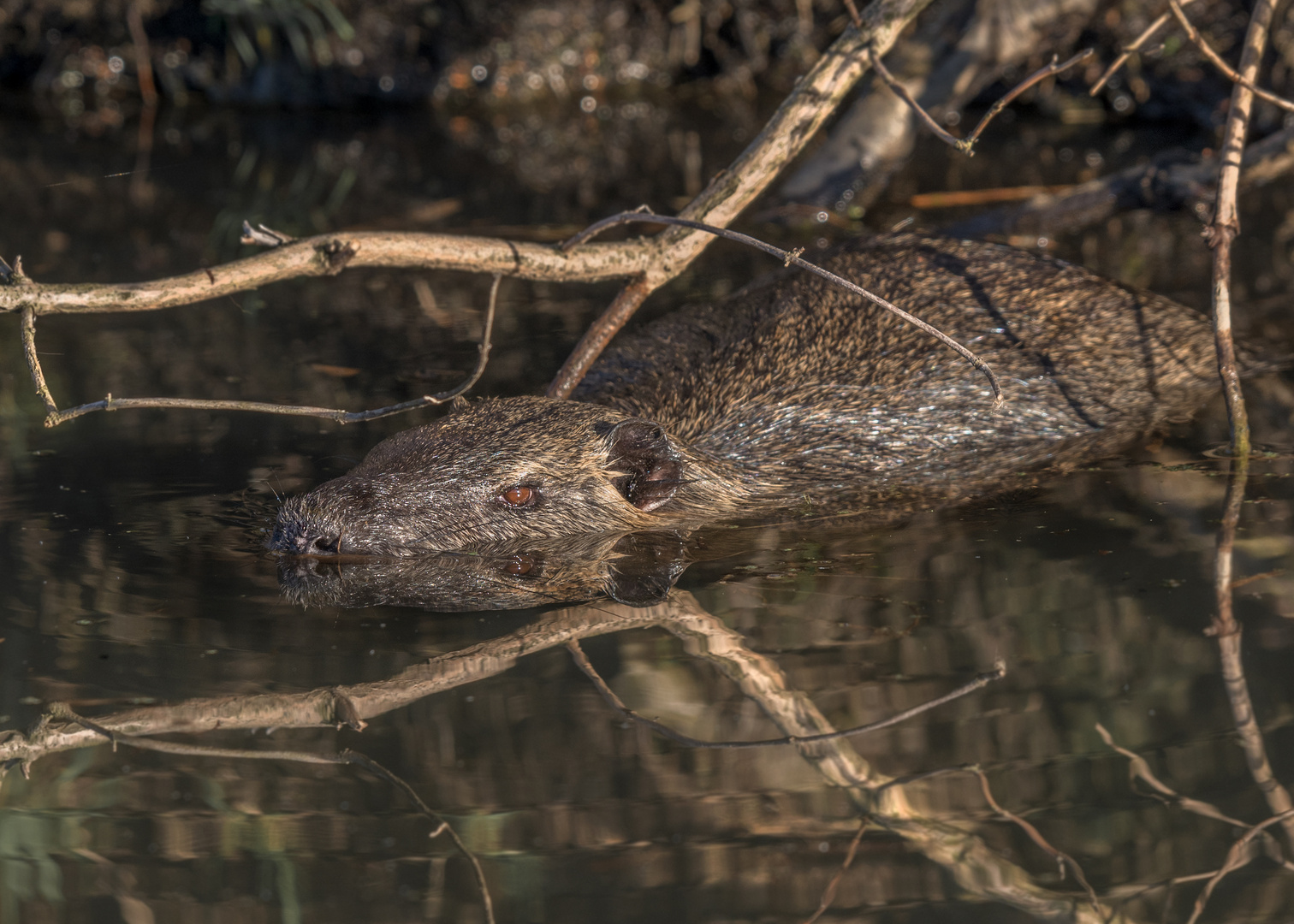 Nutria (Myocastor coypus)