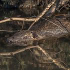 Nutria (Myocastor coypus)