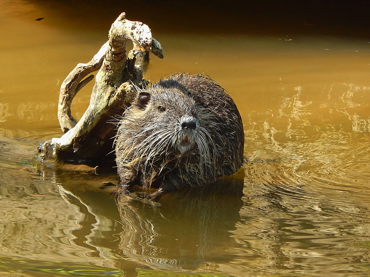 Nutria (Myocastor coypus)