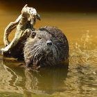 Nutria (Myocastor coypus)