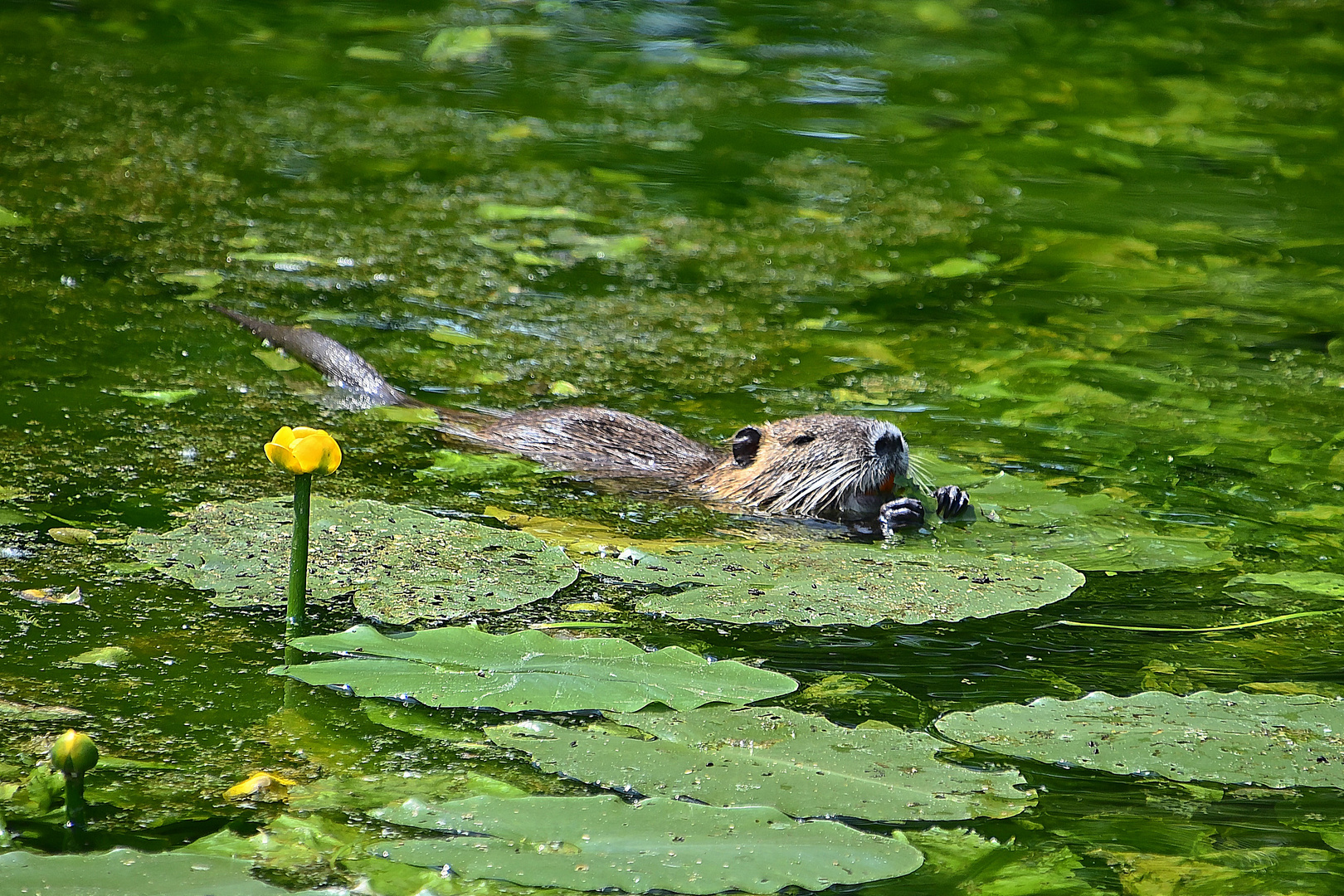 Nutria (Myocastor coypus)