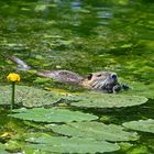 Nutria (Myocastor coypus)