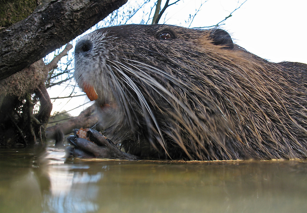 Nutria (Myocastor coypus)