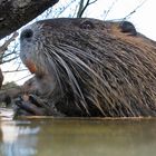 Nutria (Myocastor coypus)