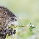 Nutria (Myocastor coypus)